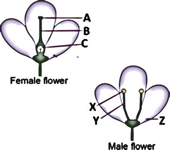 The male reproductive part of the flower produces pollen, while the the main female reproductive part of a flower is called the pistil. CIE Biology Paper-3 Specimen Questions with Answers 56 to ...