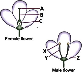 Individuals having both male and female reproductive parts are called hermaphorditic. CIE Biology Paper-3 Specimen Questions with Answers 56 to ...
