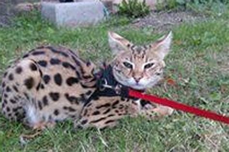 Mystery Cats Newslink Leopard On The Loose In Surrey Hunt For Big