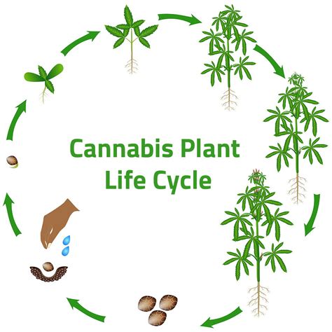 Cannabis Life Cycle How Cannabis Grows 101growlights