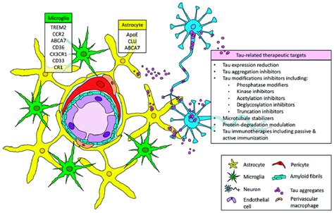 The Amyloid Tau Neuroinflammation Axis In The Context Of Cerebral