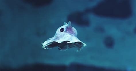 Weird Newly-Discovered Sea Creatures Captured On Camera For The First