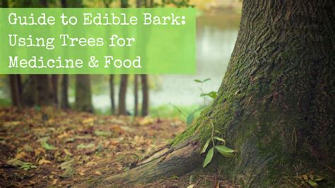 Guide To Edible Bark Using Trees For Medicine And Food Backdoor