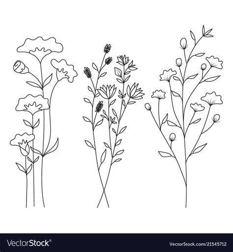 Hand Drawn Of Wild Flowers Isolated On White Vector Image