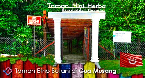 Gua musang merupakan sebuah jajahan yang terletak di sebelah selatan negeri kelantan yang menjadi sempadan antara negeri kelantan dengan negeri pahang, terengganu dan. Taman Etno Botani Tempat Menarik di Gua Musang Kelantan ...