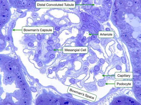 Renal System Histology Embryology