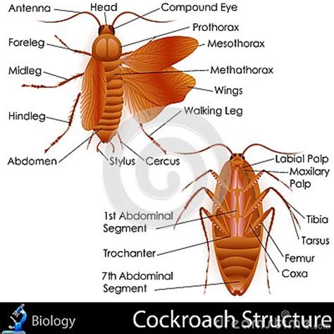 Cockroach Anatomy Stock Images - Image: 31976154