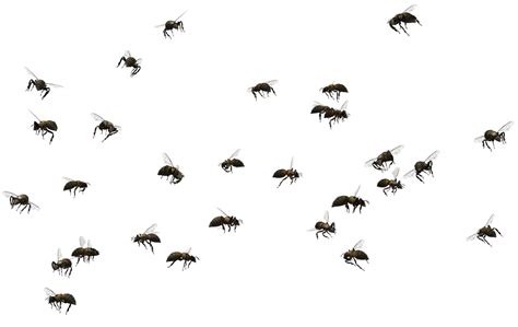 Bee Swarm 02 By Free Stock By Wayne On Deviantart