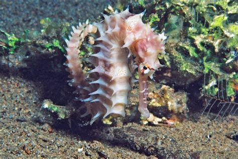Are You Aware Of These 10 Cool But Random Facts About Seahorses Rushkult