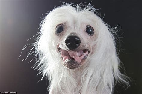 Only remove the ends, leaving the hair long and flowy. Photographer Sophie Gamand captures portraits of bald dog ...