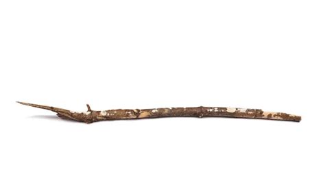 Twig Dry Rotten Branch With Lichen Isolated On White Background Stock