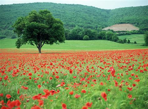 Poppies Photograph By Paul Harcourt Daviesscience Photo Library Fine