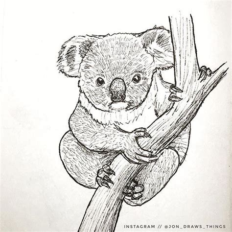Realistic Koala Bear Coloring Pages Ovnoconwitt