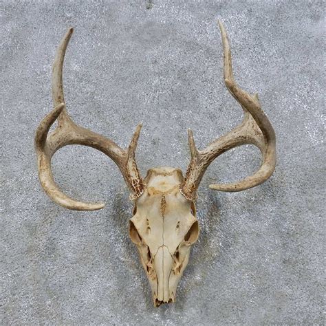 Pin By Antonio Holguin On Skulls Deer Skulls Whitetail Deer Skull