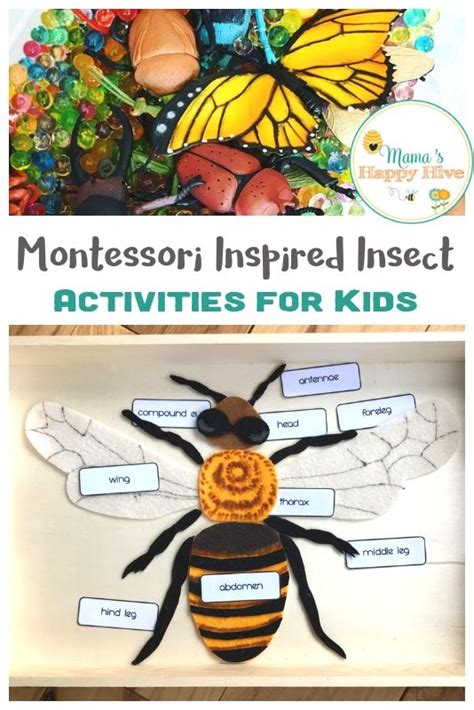 Montessori Inspired Insect Activities For Kids With Printables Insect