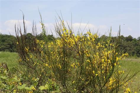 We did not find results for: Broom Bush On A Steppe, In The Sand Dunes Of Sandweier ...