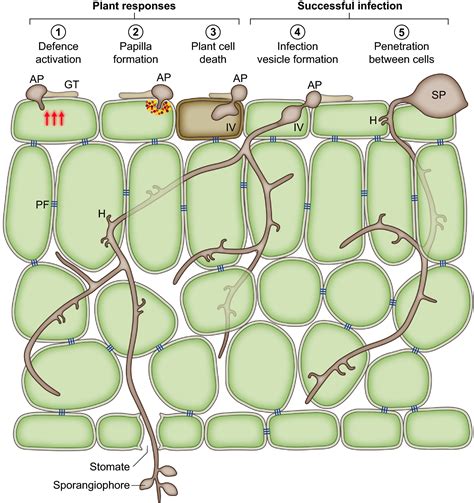 Maybe you would like to learn more about one of these? Devastating intimacy: the cell biology of plant ...