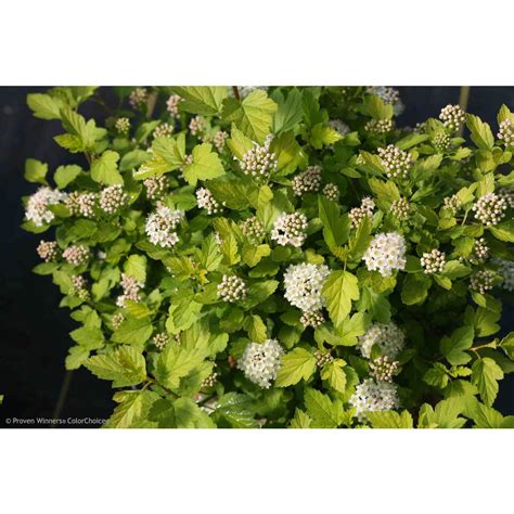 Well you're in luck, because here they come. Proven Winners 3 Gal. Tiny Wine Gold Ninebark (Physocarpus ...