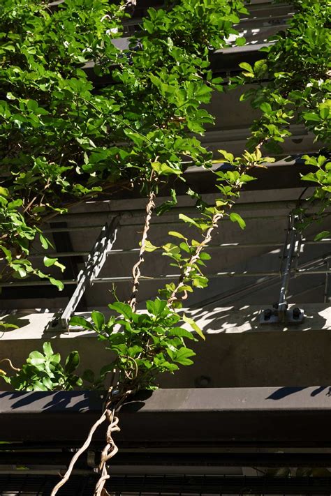 Green Plants Facade vertical garden over 7 levels in ...