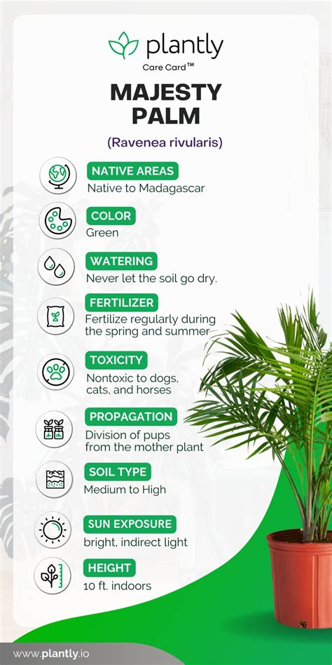 Majesty Palm Care A Comprehensive Guide Plantly