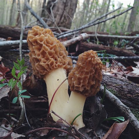 Hunting For Morel Mushrooms Tips And Tricks — Ems On The Road