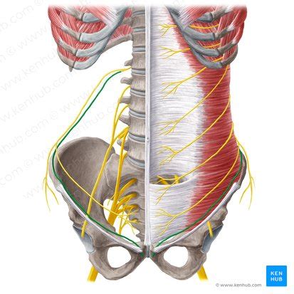 Conducto inguinal Anatomía contenido y hernias Kenhub
