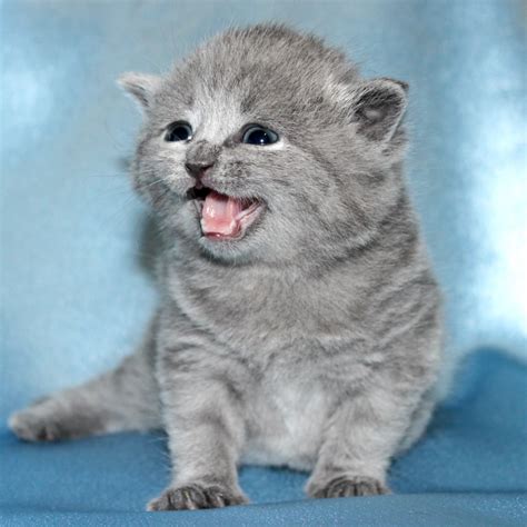 British Shorthair Kittens For Adoption Pets Rehoming Al Fujayrah