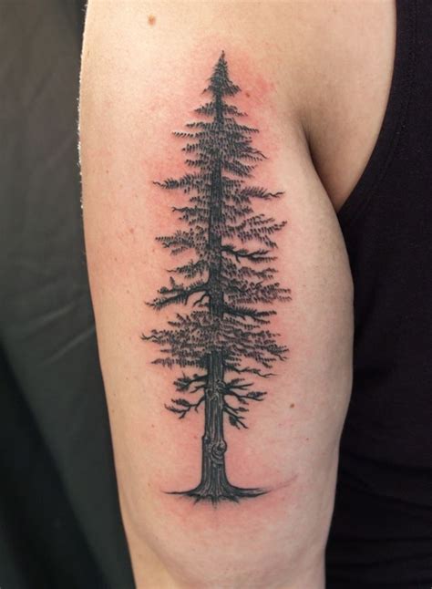 Check spelling or type a new query. redwood.jpg (660×900) | Tree tattoo arm, Tree tattoo back ...
