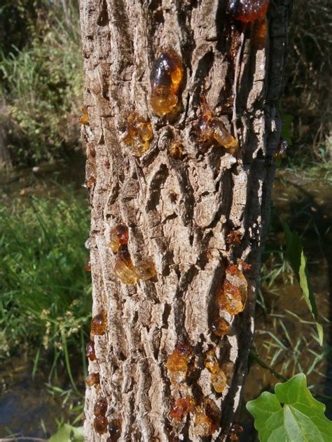 As the name signifies, liquid amber is remarkable for its sweet tasting resinous. Blooming plants are a sign of hope | Discovery Garden