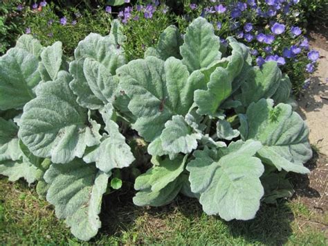 Maybe you would like to learn more about one of these? Pin by Garden Art on Silver plants | Foliage plants ...