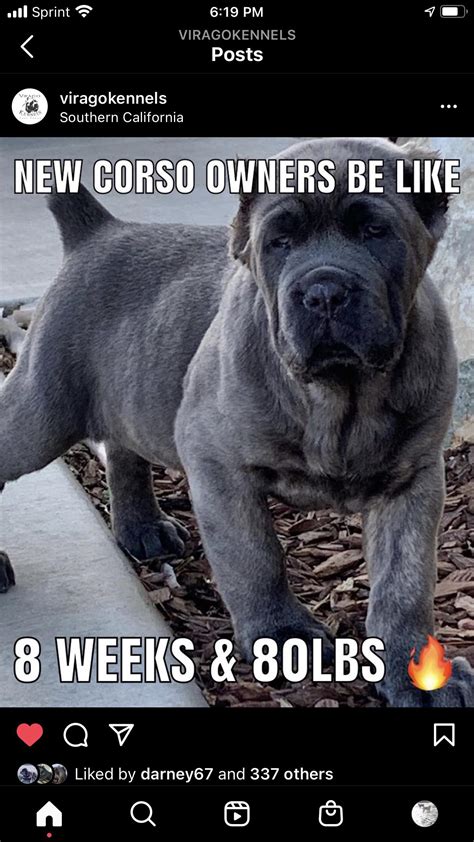 I Wish People Stop Trying To Make The Corso A English Mastiff They Don