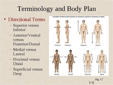 Directional Terms Anatomy And Physiology Pinterest