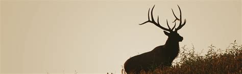 Elk Hunting Regulations Kentucky Department Of Fish And Wildlife