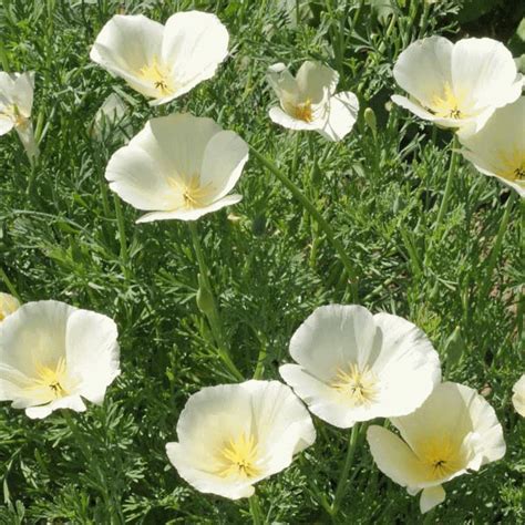 Eschscholzia californica (California Poppy 'White Linen') Wildflower Seeds