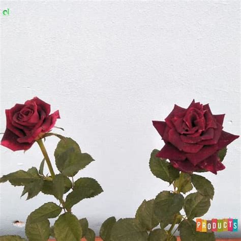 Wallpaper keren yang bisa dipakai buat hp dan pc mu. Fantastis 12+ Gambar Foto Bunga Mawar Hitam - Gambar Bunga HD