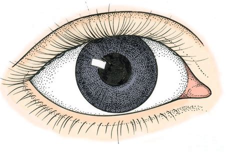 Illustration Of Human Eye Photograph By Science Source