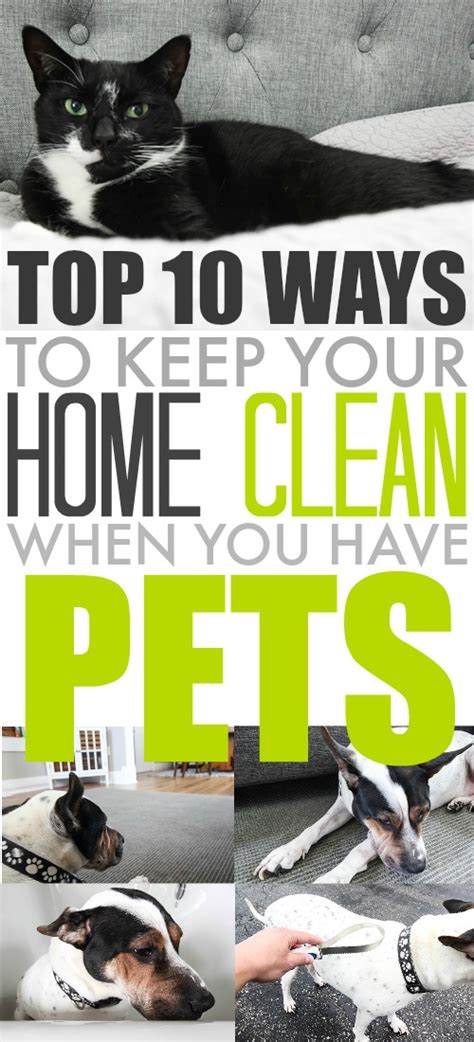 Top Ten Ways To Keep Your Home Clean When You Have Pets