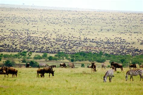 7 Days Masai Mara Wildebeest Migration Safari Adventure Kenya Safaris