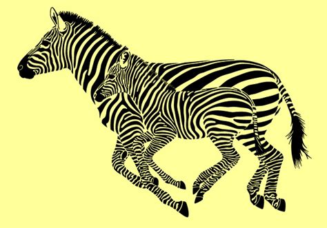 Download Zebra vector material Free Vector / 4Vector