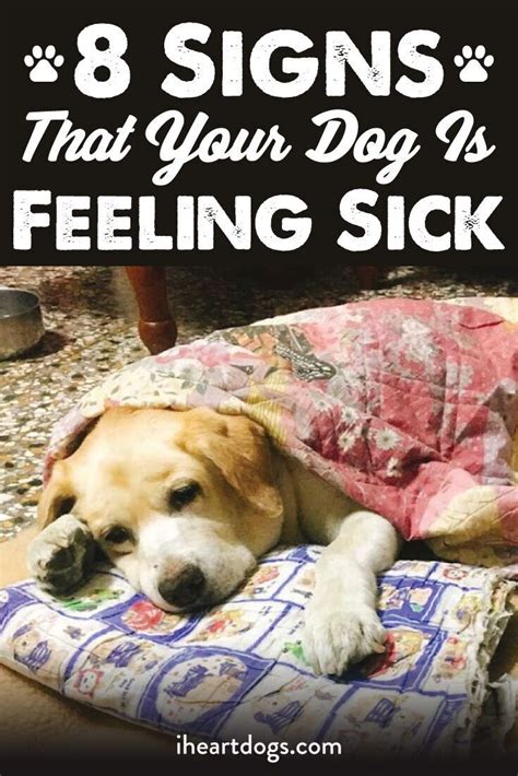 8 Signs That Your Dog Is Feeling Sick Sick Dog Dog Illnesses Dog Care