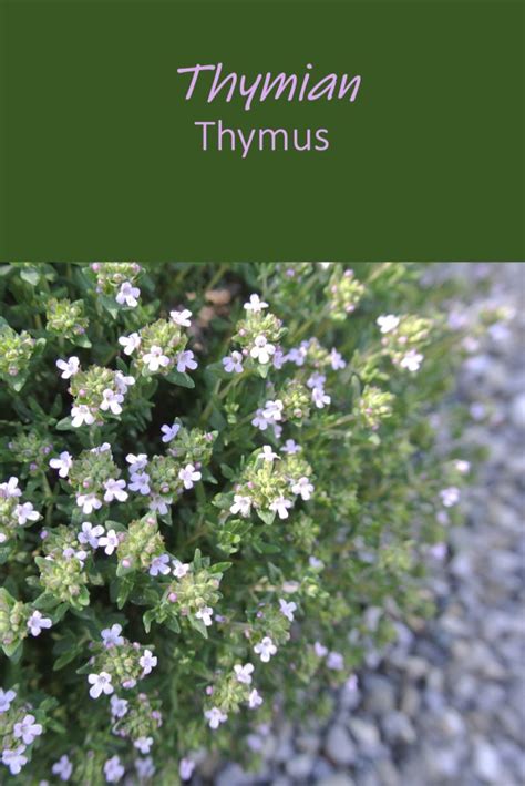 We did not find results for: Thymian - Thymus - Garten von Pascale | Thymian, Essbare ...