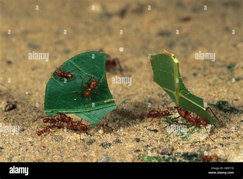 Leafcutter Ant Atta Sp Group Carrying Leaves Back To Nest Henri