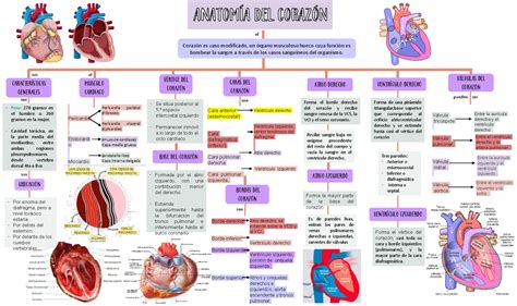 Mapa Conceptual De Anatomia Cardiaca Kulturaupice The Best Porn Website