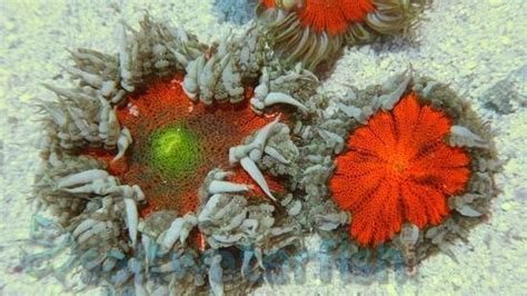 Flower Anemone Color Super Atlantic Anemones Invertebrates