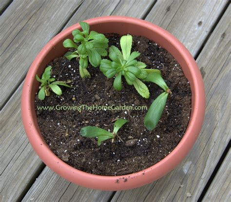 Check spelling or type a new query. Gardening: How to Propagate Montauk Daisy