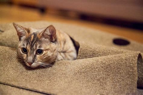 A cathole or cat hole or sometimes pighole is a pit for human feces. Ripple Rug - Interactive Cat Activity Mat - The Green Head