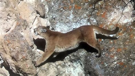 Epic Mountain Lion Hunt Lion Scales Cliff Youtube