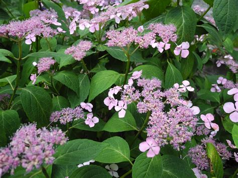 Bearing a color that has long been a symbol of royalty, purple flowers also suggest richness and elegance. The Phytophactor: Friday Fabulous Flower - Purple Lacecap ...