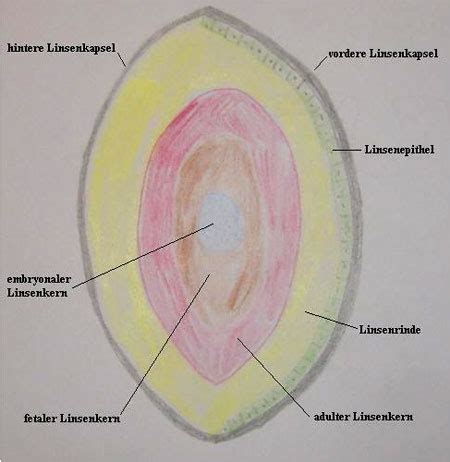 Bei einem langsamen fortschreiten des rindenstars kann sich die sehschärfe kurzzeitig. Die K atarakt - der Graue Star
