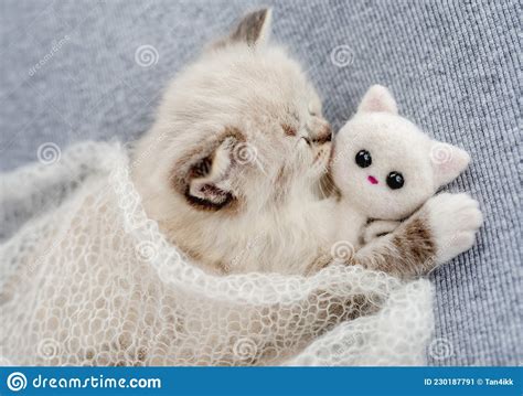 Ragdoll Kitten Photos Newborn Style Stock Image Image Of Adorable